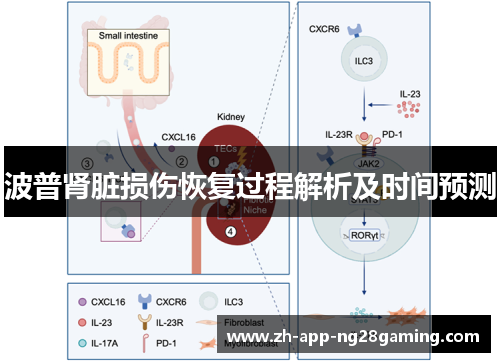 波普肾脏损伤恢复过程解析及时间预测 波普肾脏损伤恢复过程解析及时间预测